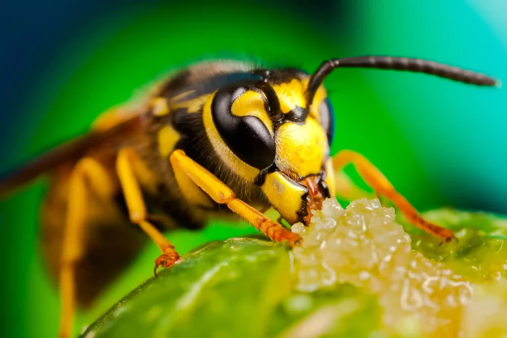 Effective Wasp Removal Services in Edinburgh Wasp Removal