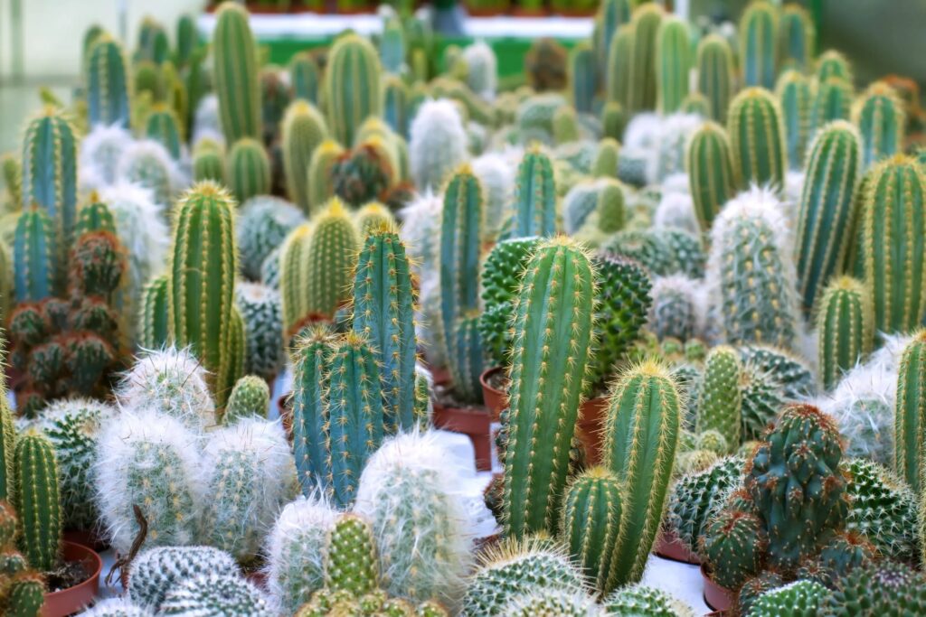Explore Our Exclusive Cactus Collection Cactus